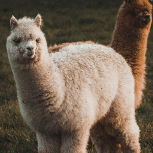 Alpaca farm in Shamakhi
