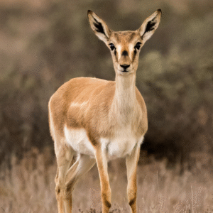 Observation of rare animals and migratory birds in the Shirvan National Park