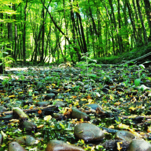 Tour to Samur - Yalama National Park